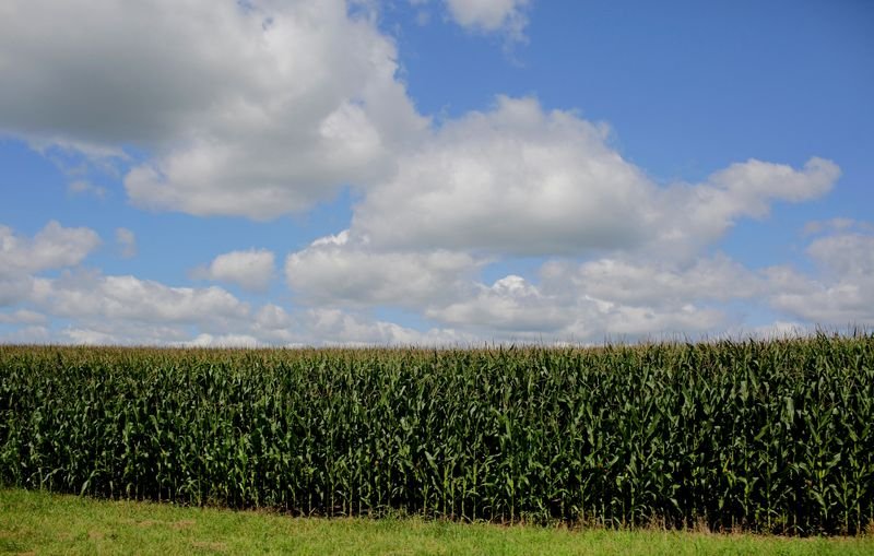 © Reuters. FILE PHOTO: FILE PHOTO: Clouds hover above a corn field in Dubuque, Iowa, U.S., July 26, 2018. REUTERS/Joshua Lott/File Photo/File Photo