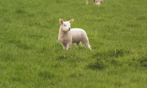 Qual é a relação dos agricultores com essa situação?